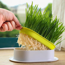 Carregar imagem no visualizador da galeria, Bandeja de Cultivo de Graminha