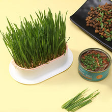 Carregar imagem no visualizador da galeria, Bandeja de Cultivo de Graminha